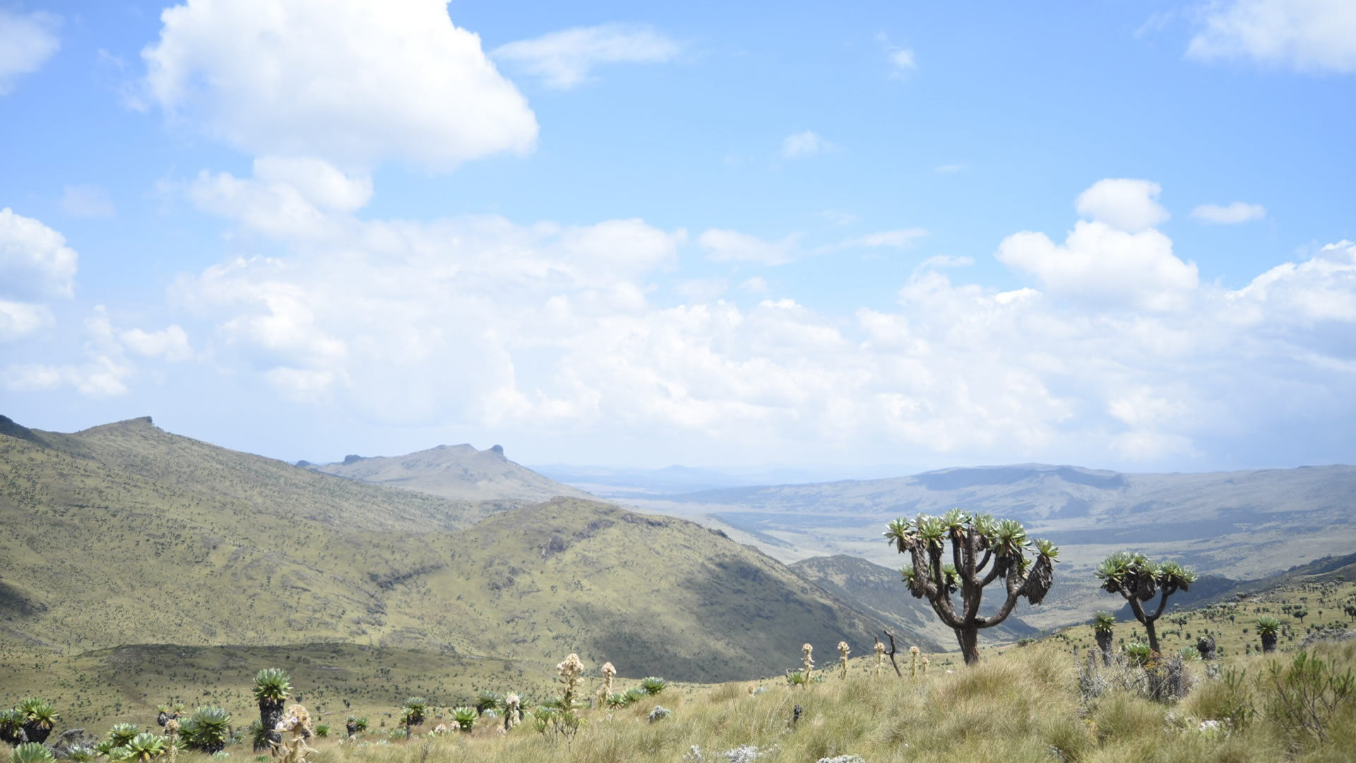 aberdare national park