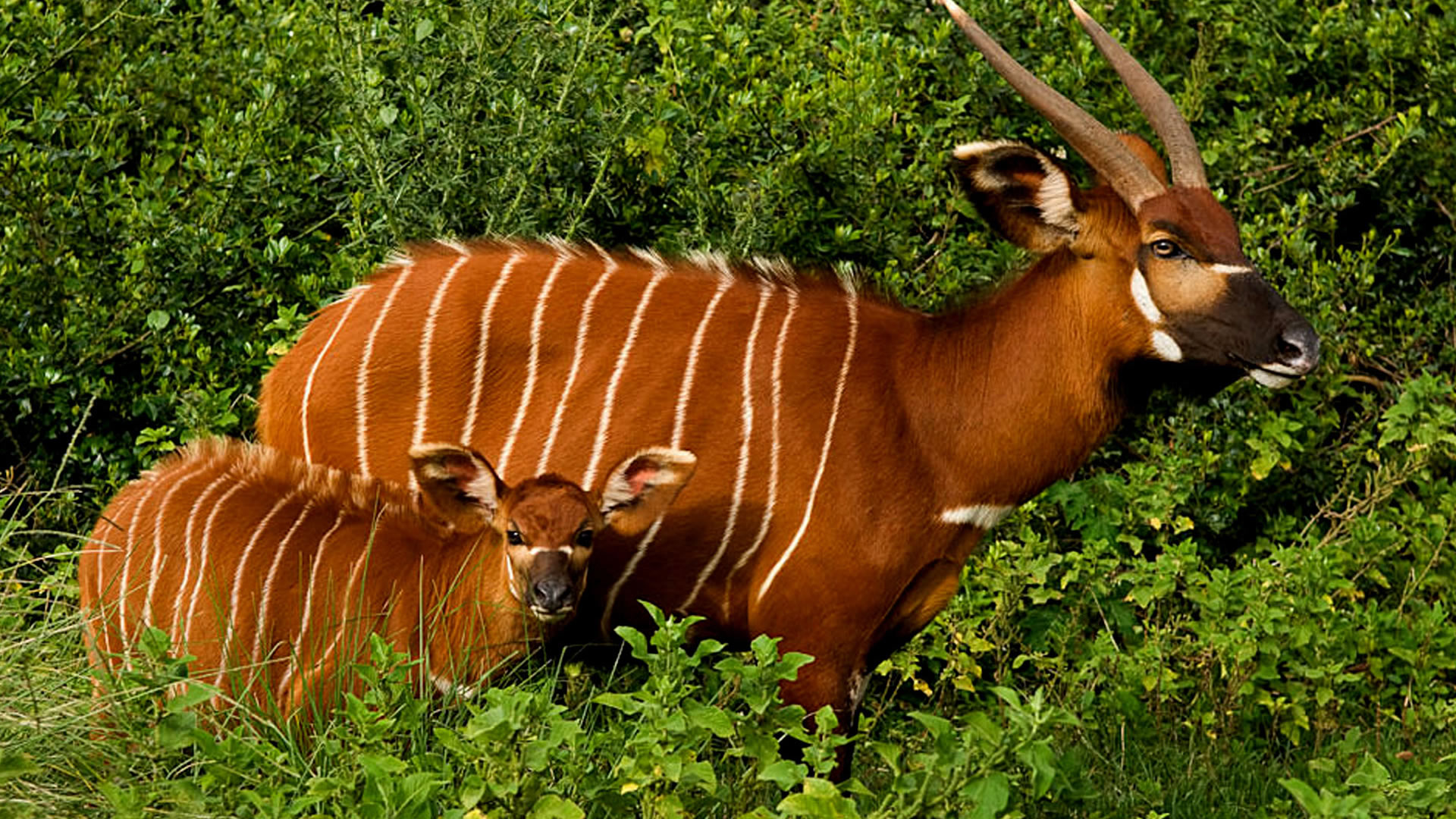aberdare national park