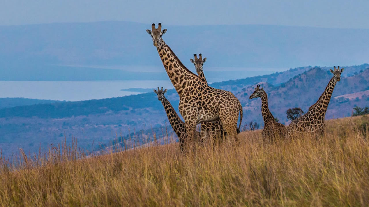 akagera national park