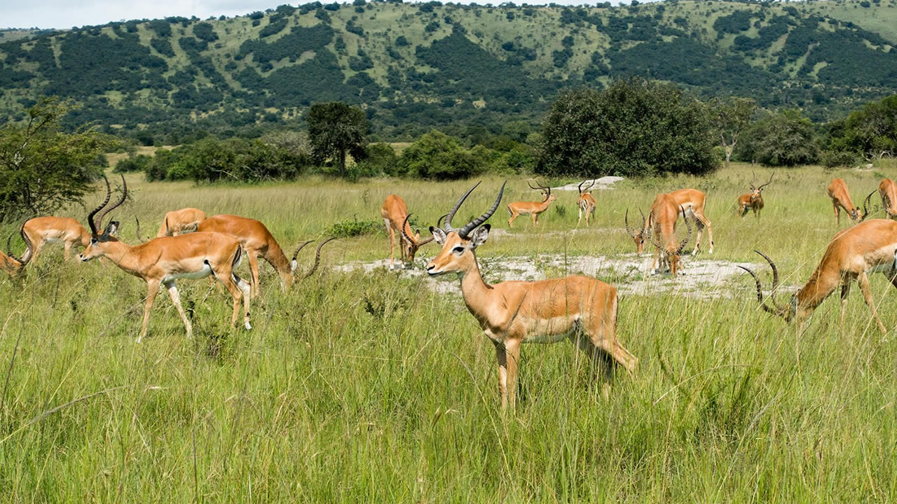 akagera national park