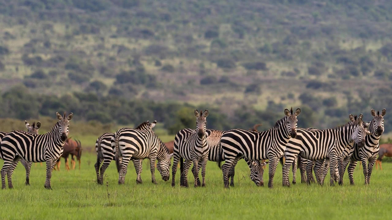 akagera national park