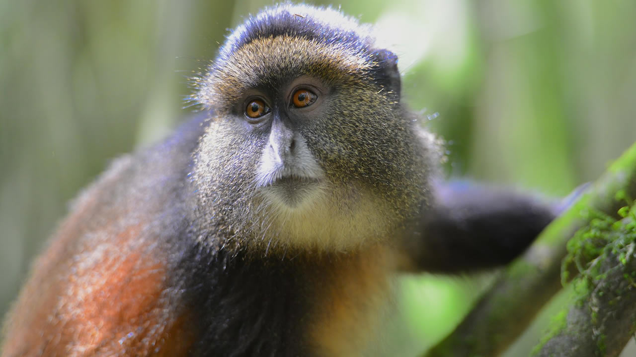 gishwati mukura national park
