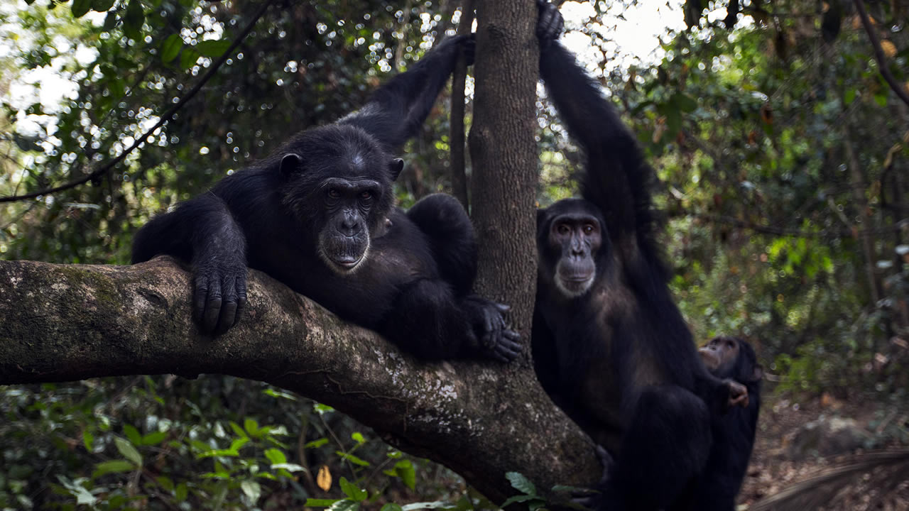 gishwati mukura national park