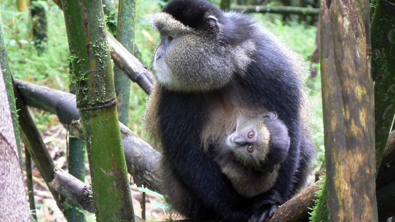 gishwati mukura national park