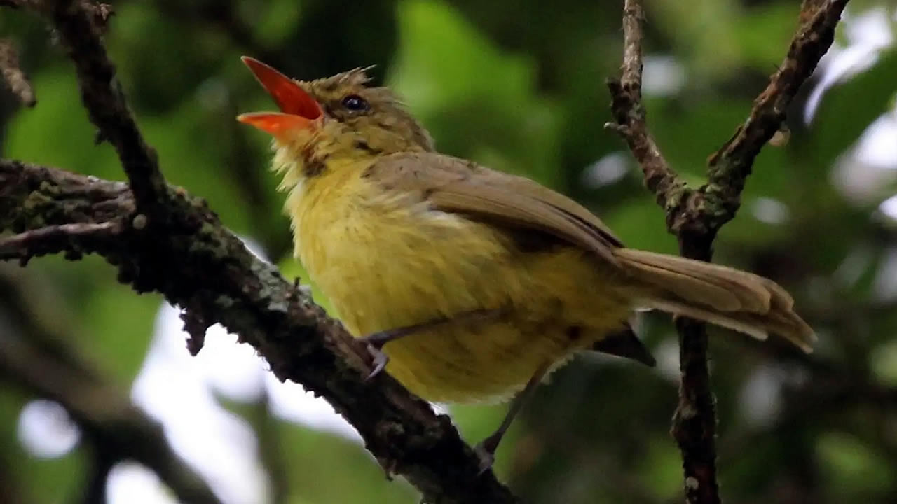 gishwati mukura national park