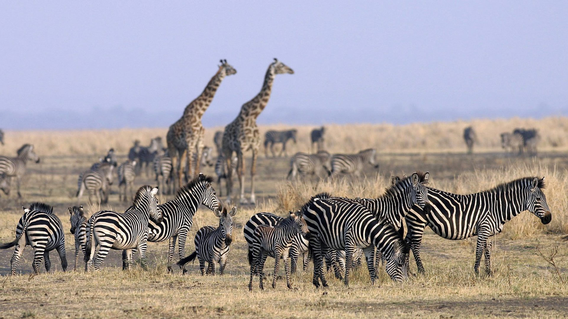 katavi national park