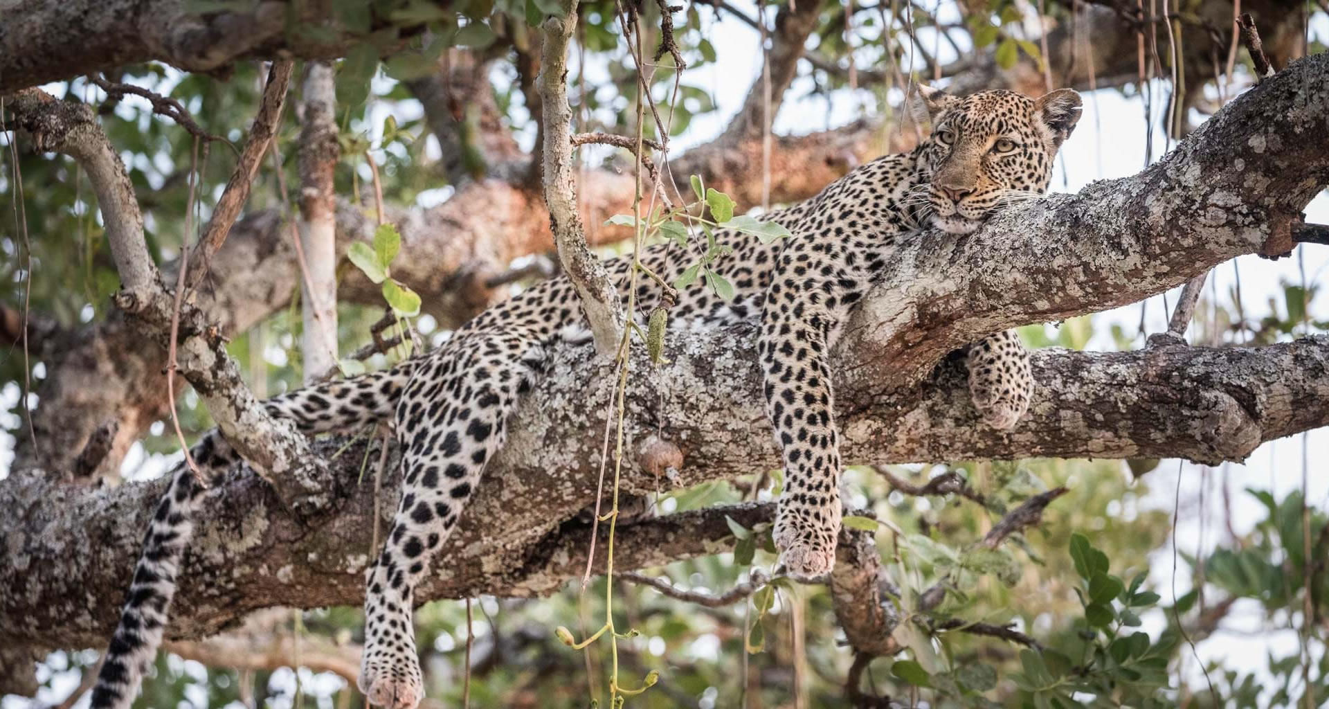 katavi national park