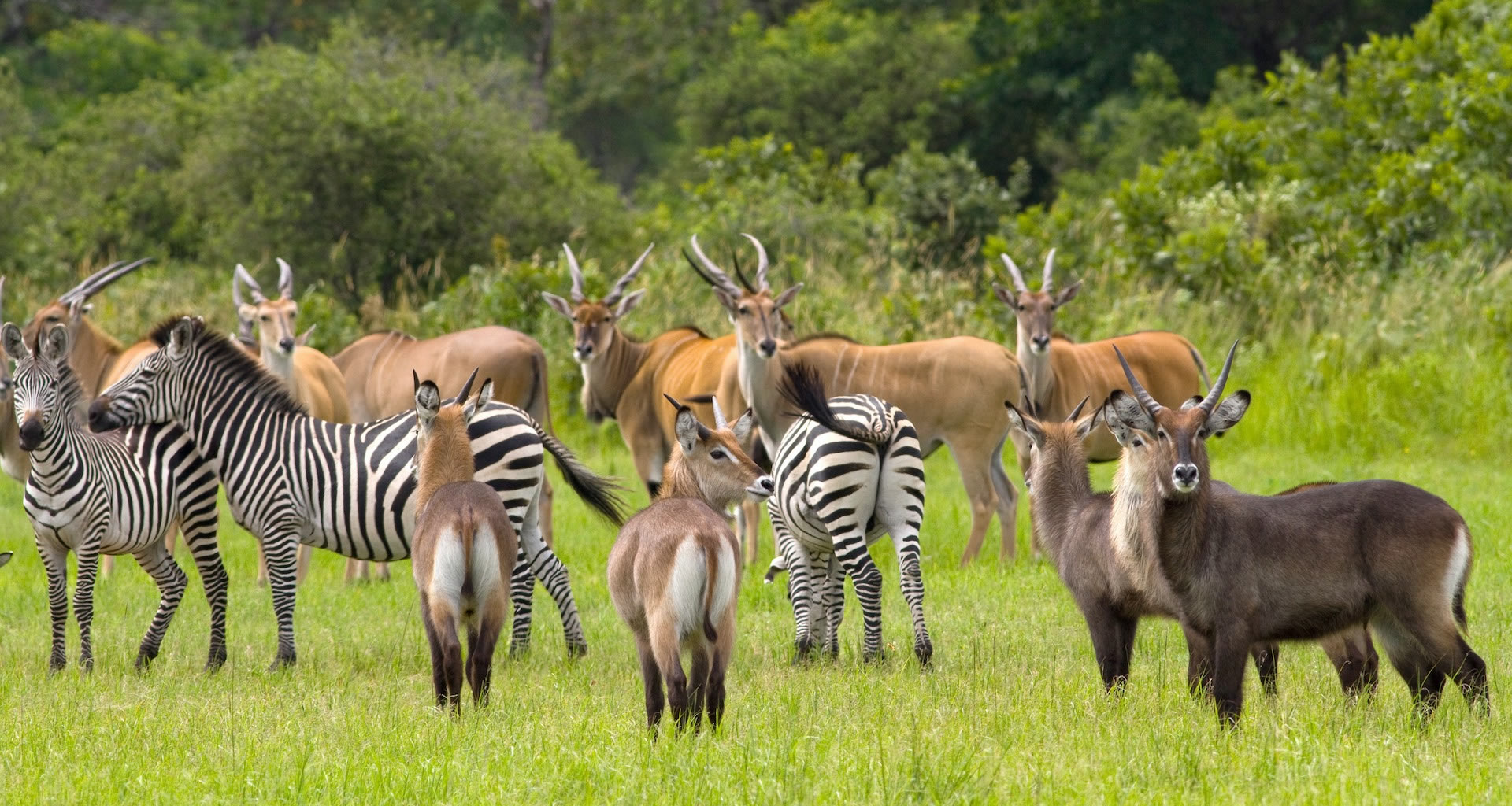 katavi national park