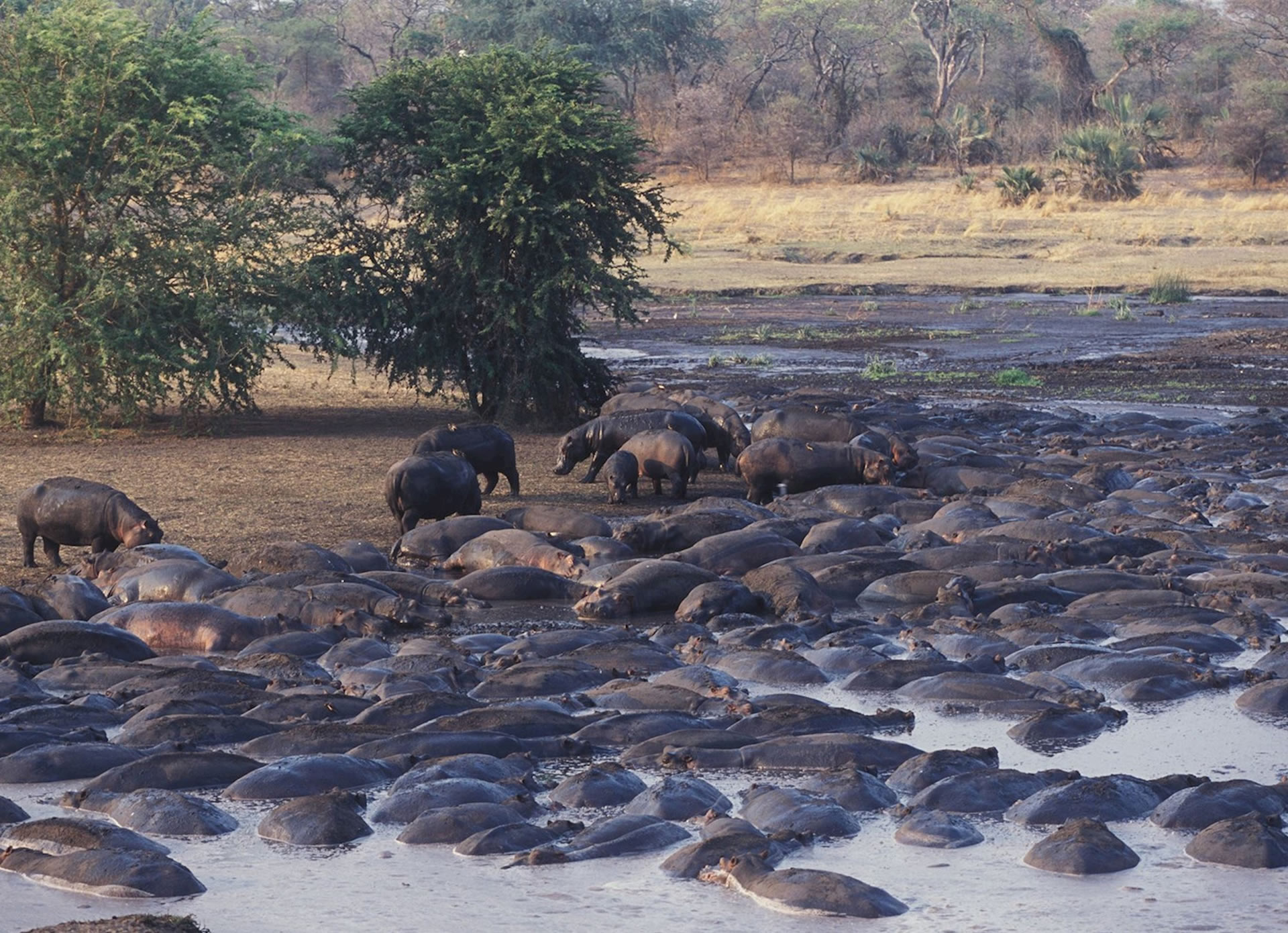 katavi national park