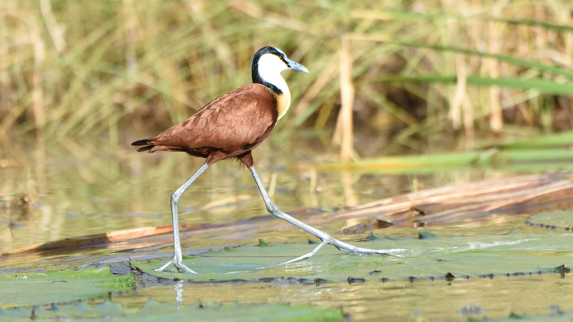 lake manyara national park