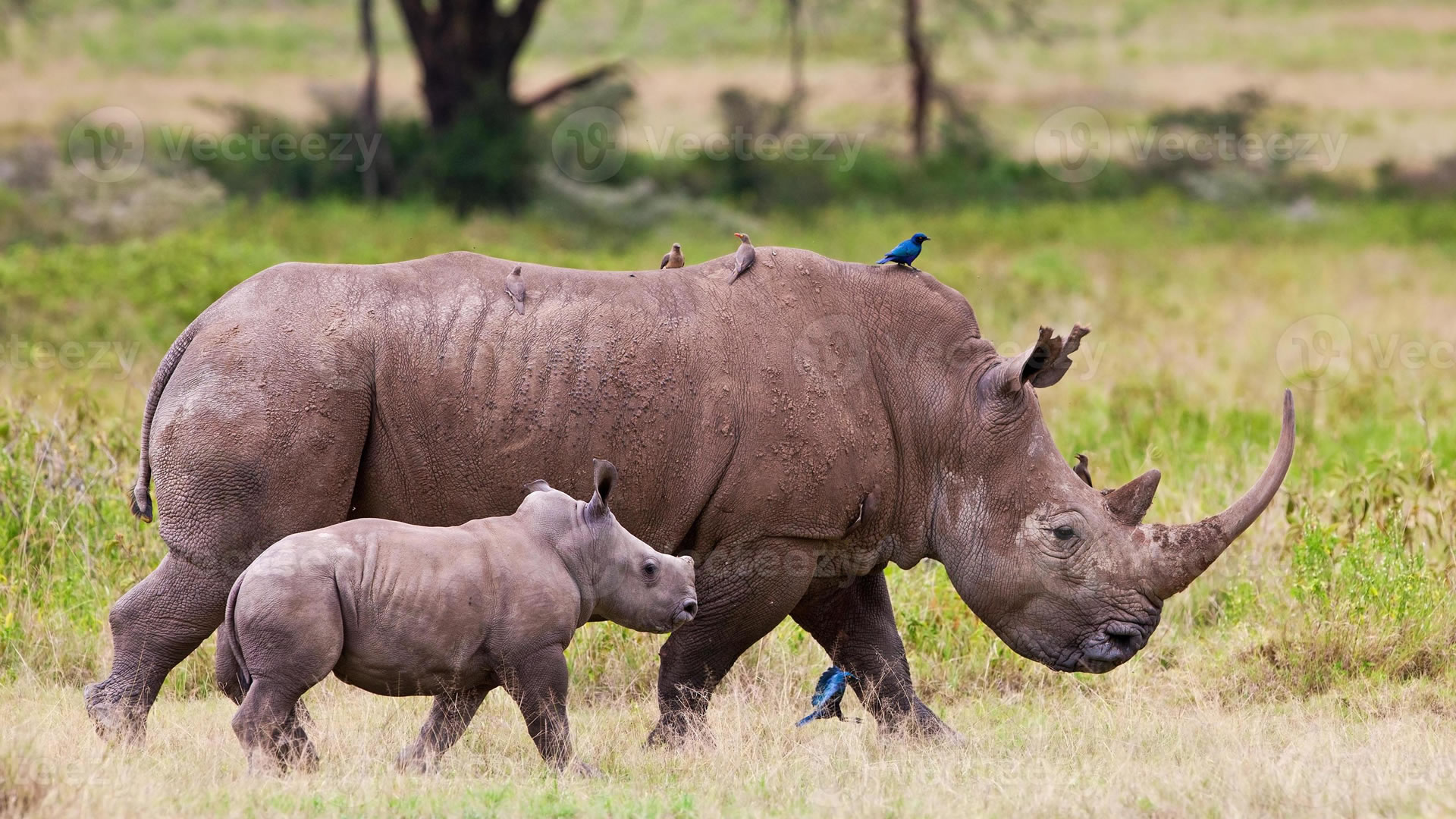 lake nakuru national park
