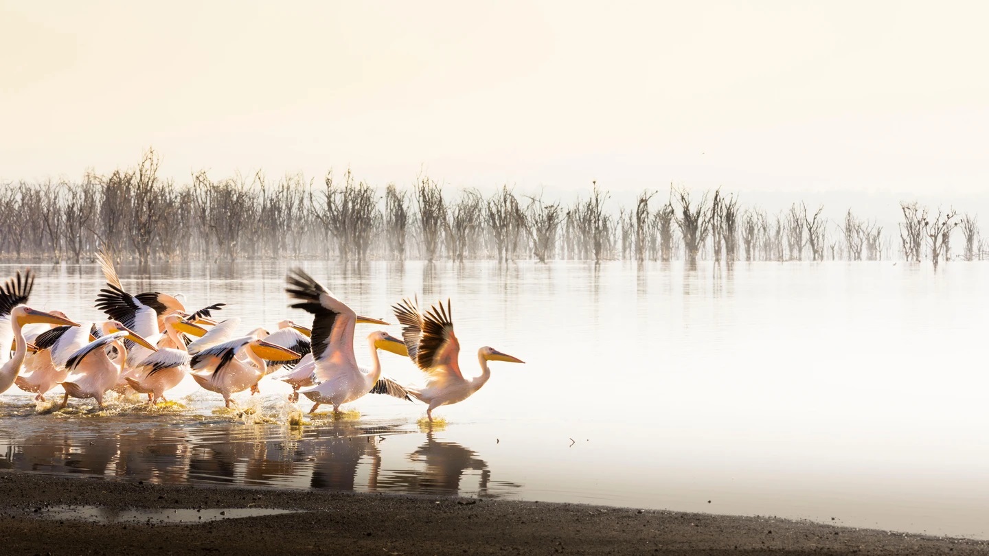 lake nakuru national park