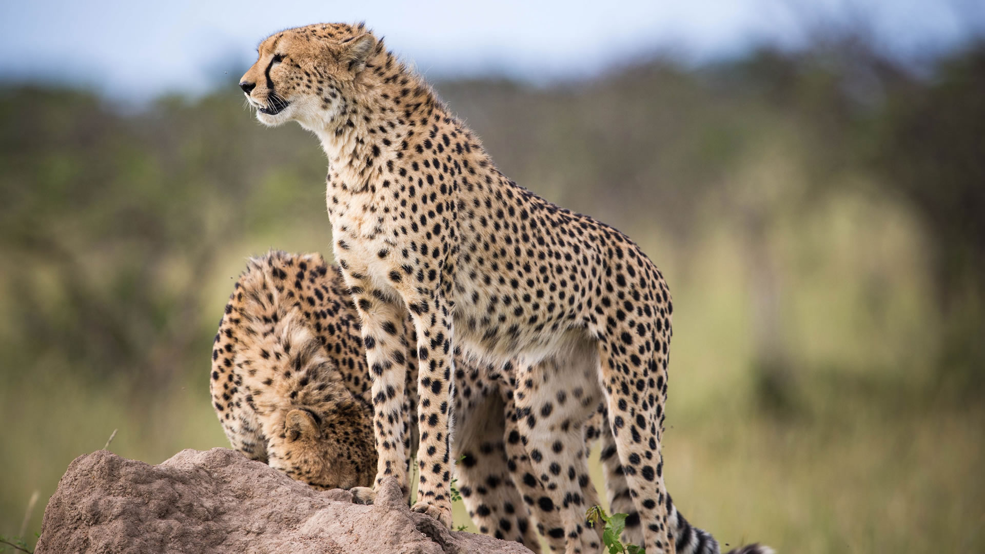 maasai mara game reserve