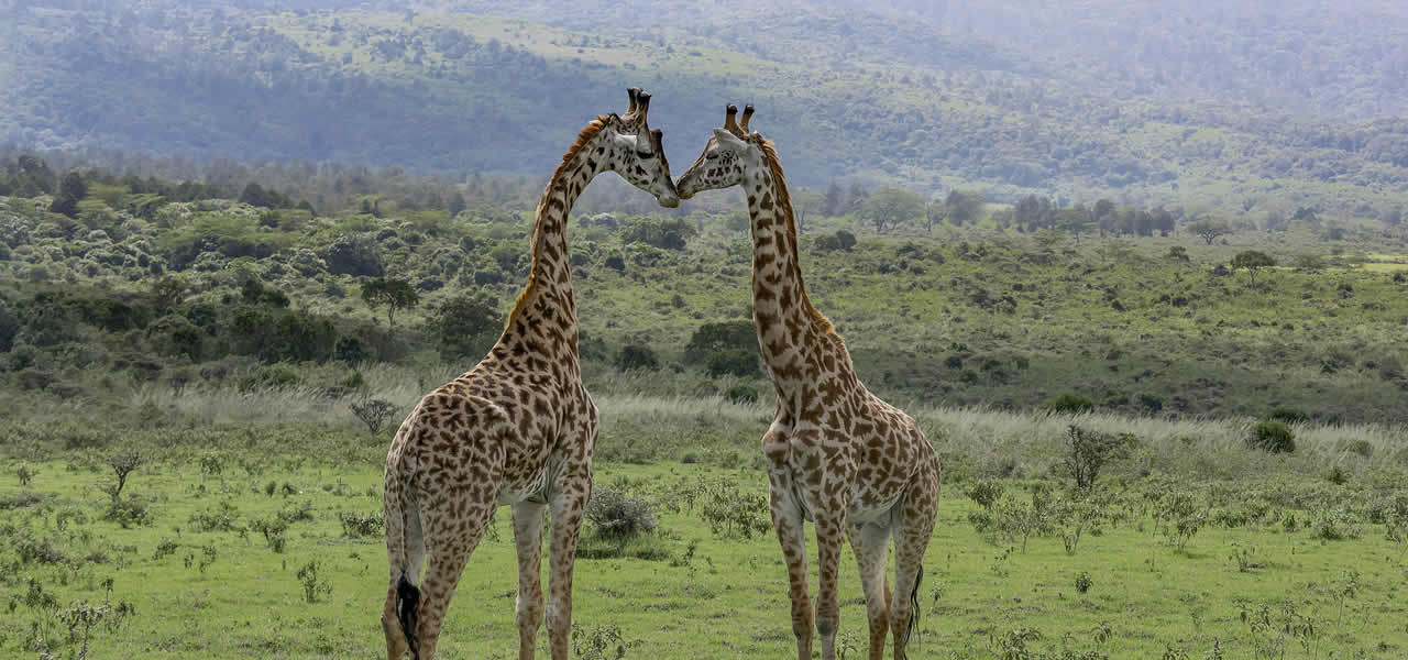 meru national park