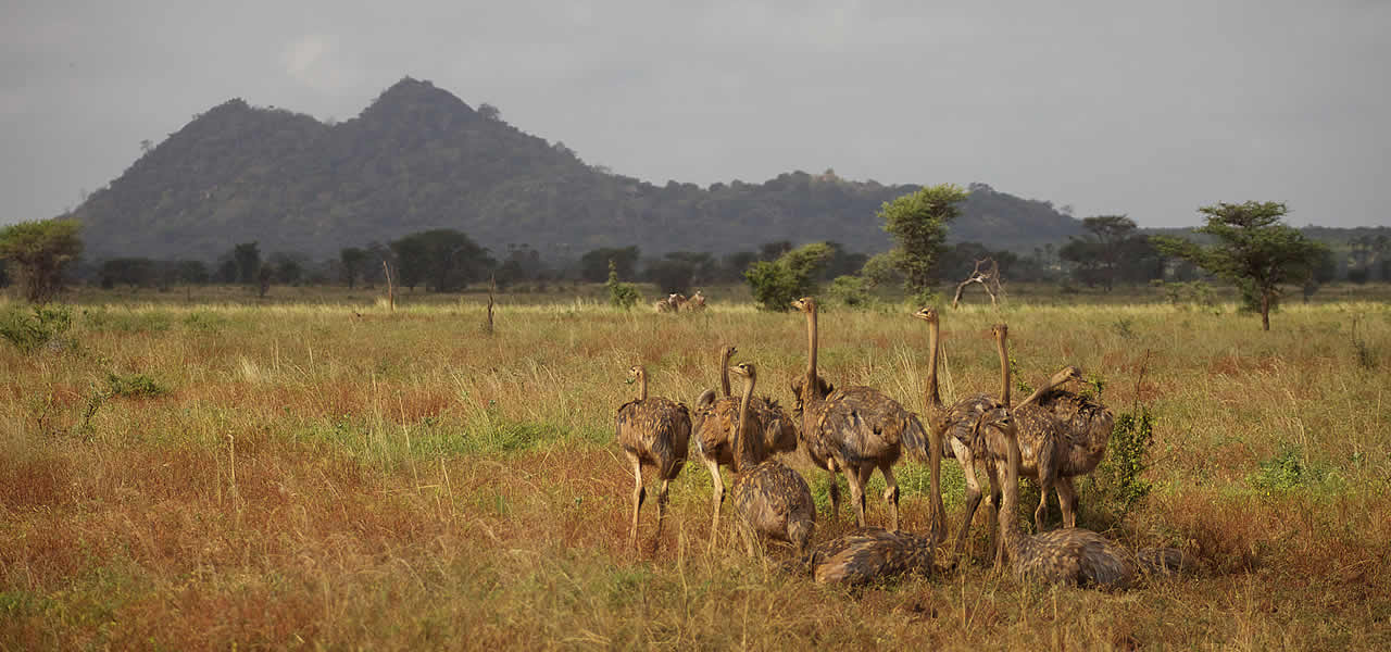 meru national park