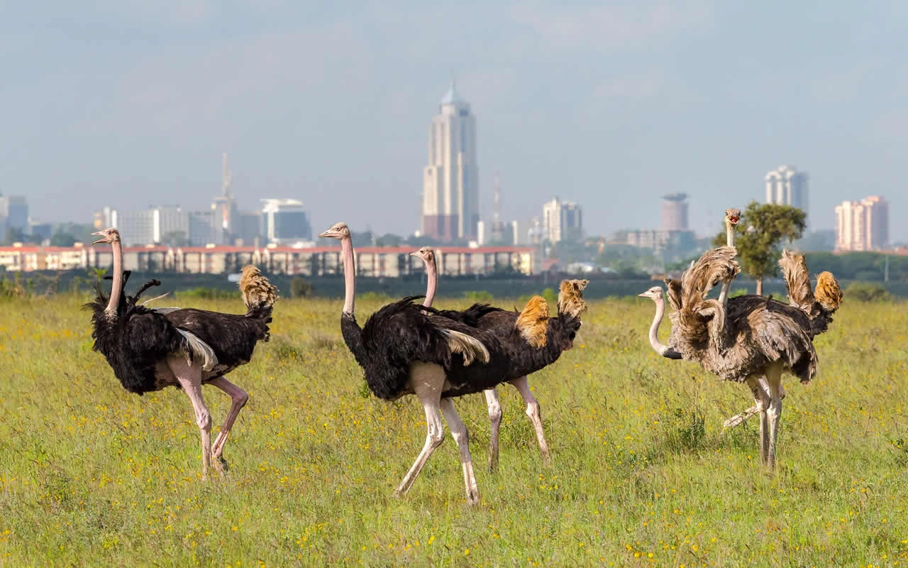 nairobi national park