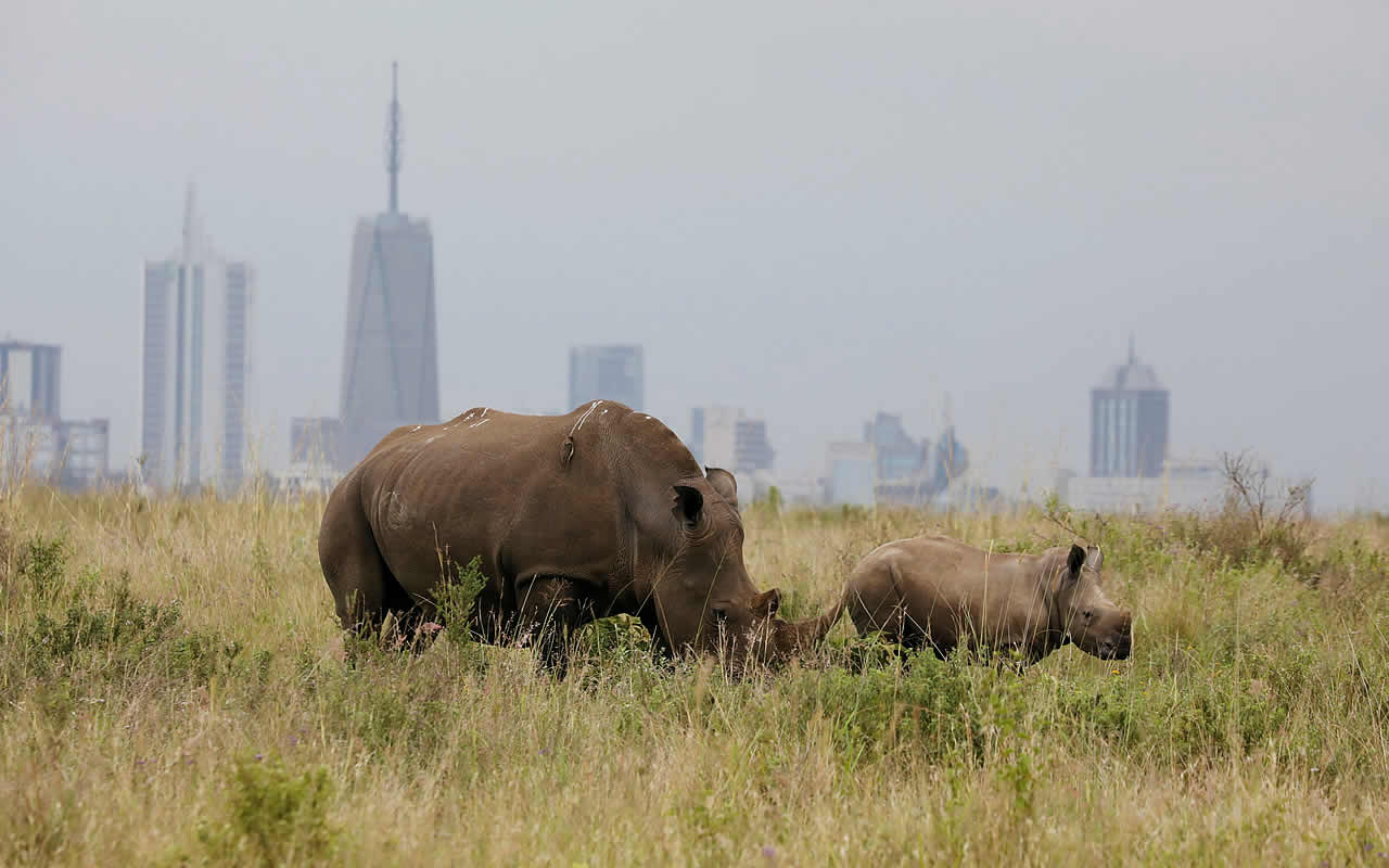 nairobi national park