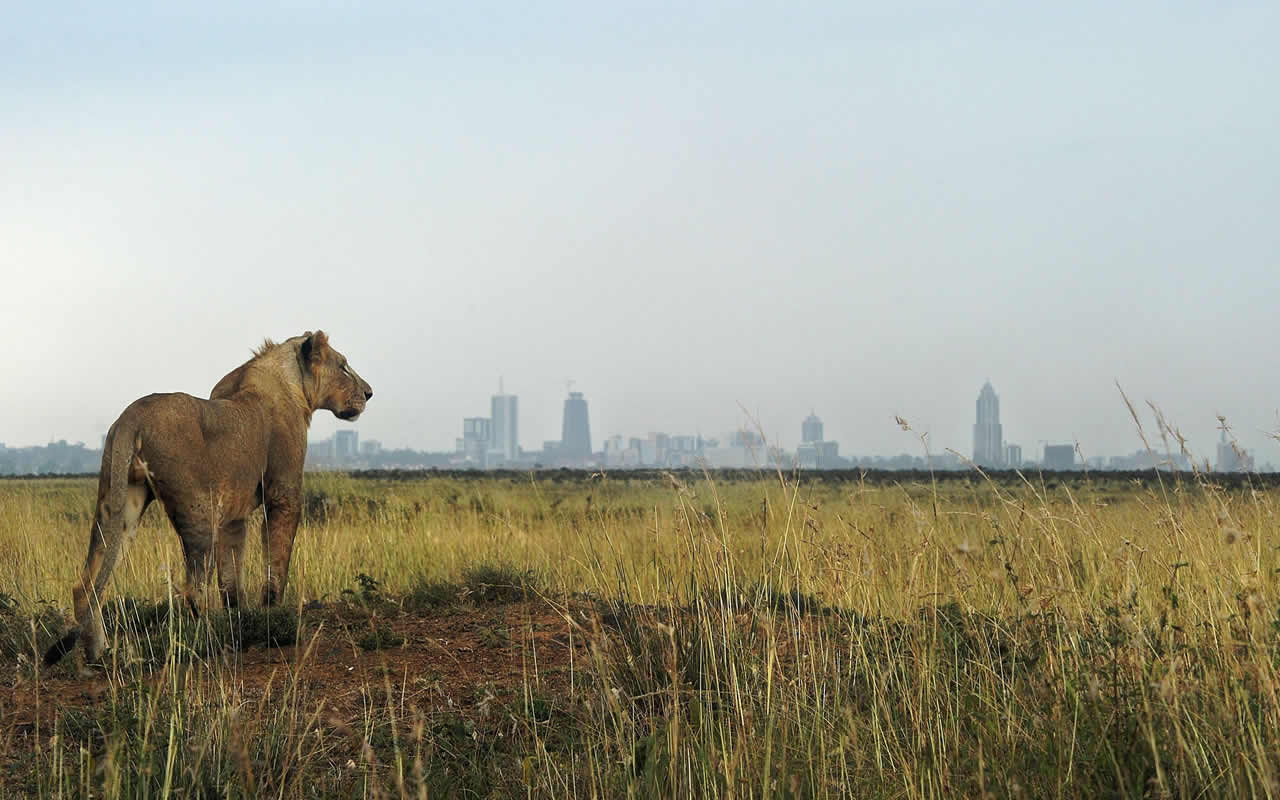 nairobi national park