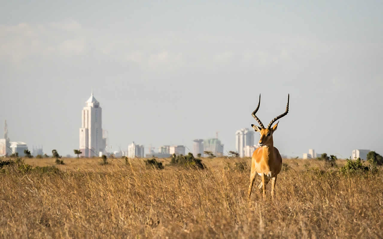 nairobi national park