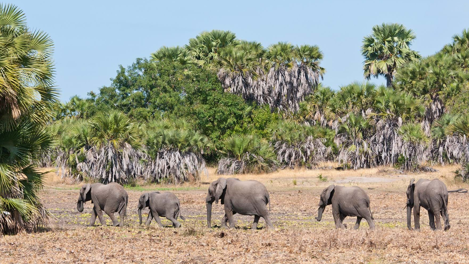 nyerere national park
