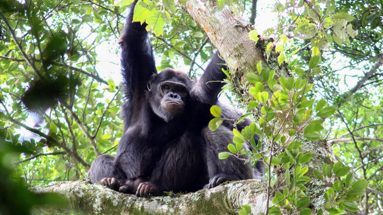 nyungwe forest national park