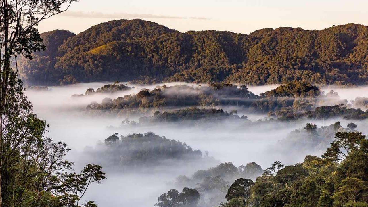 nyungwe forest national park