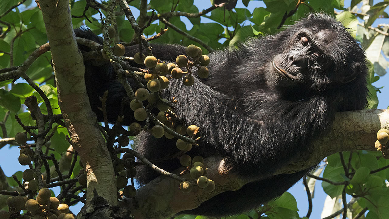 nyungwe forest national park
