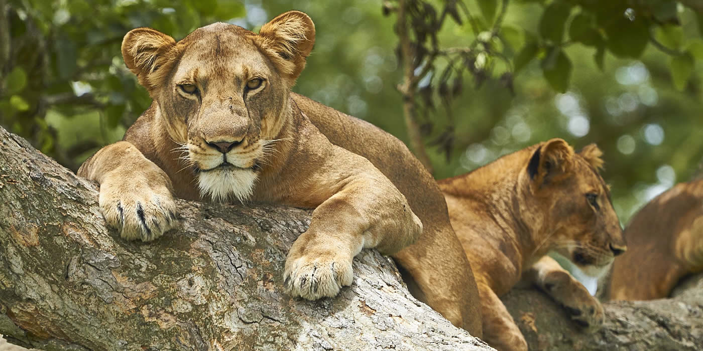 queen elizabeth national park