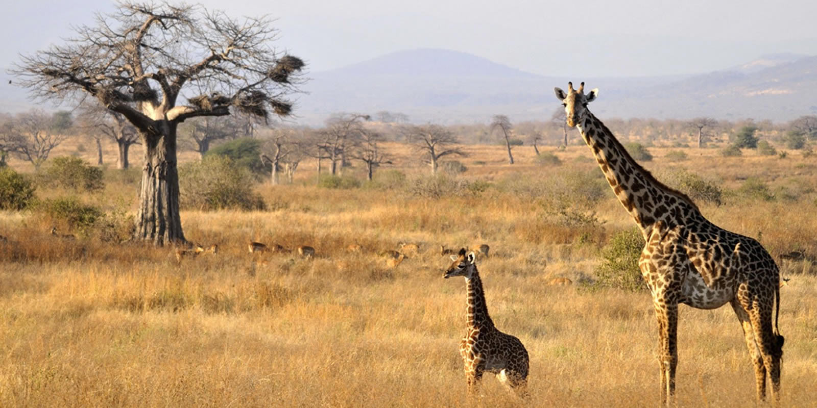 ruaha national park