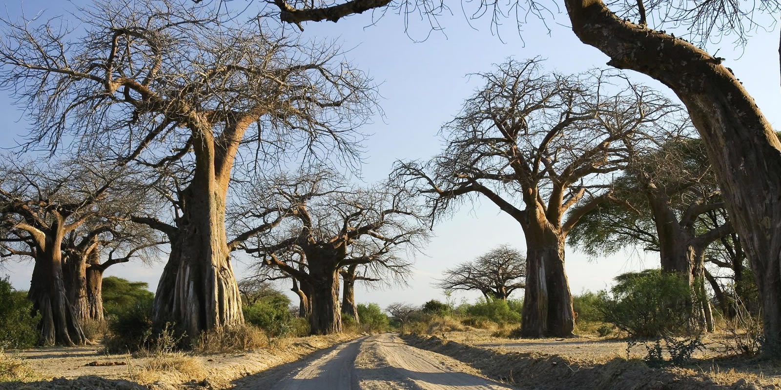 ruaha national park