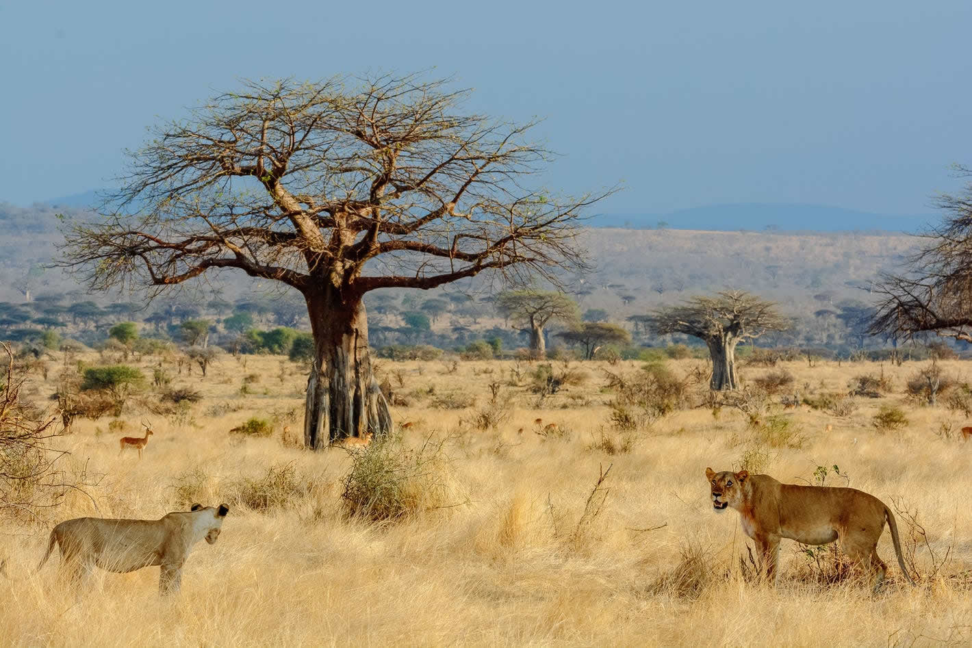ruaha national park