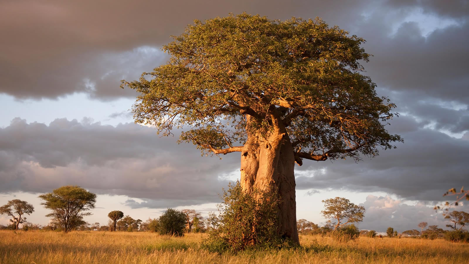 tarangire national park