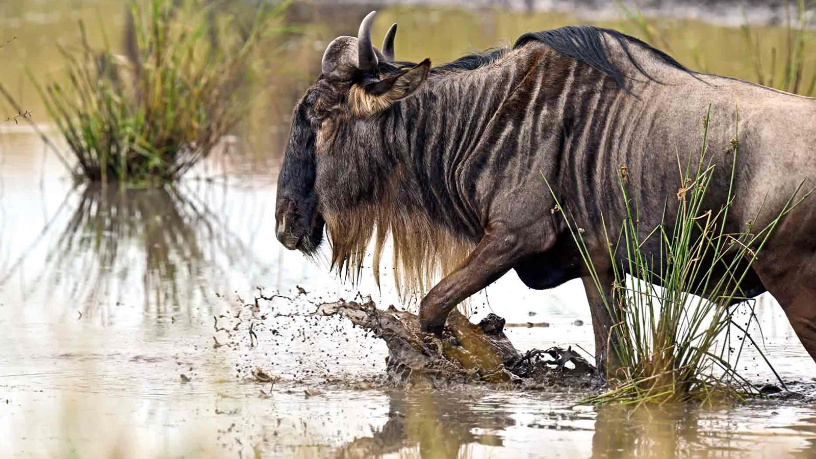 tarangire national park