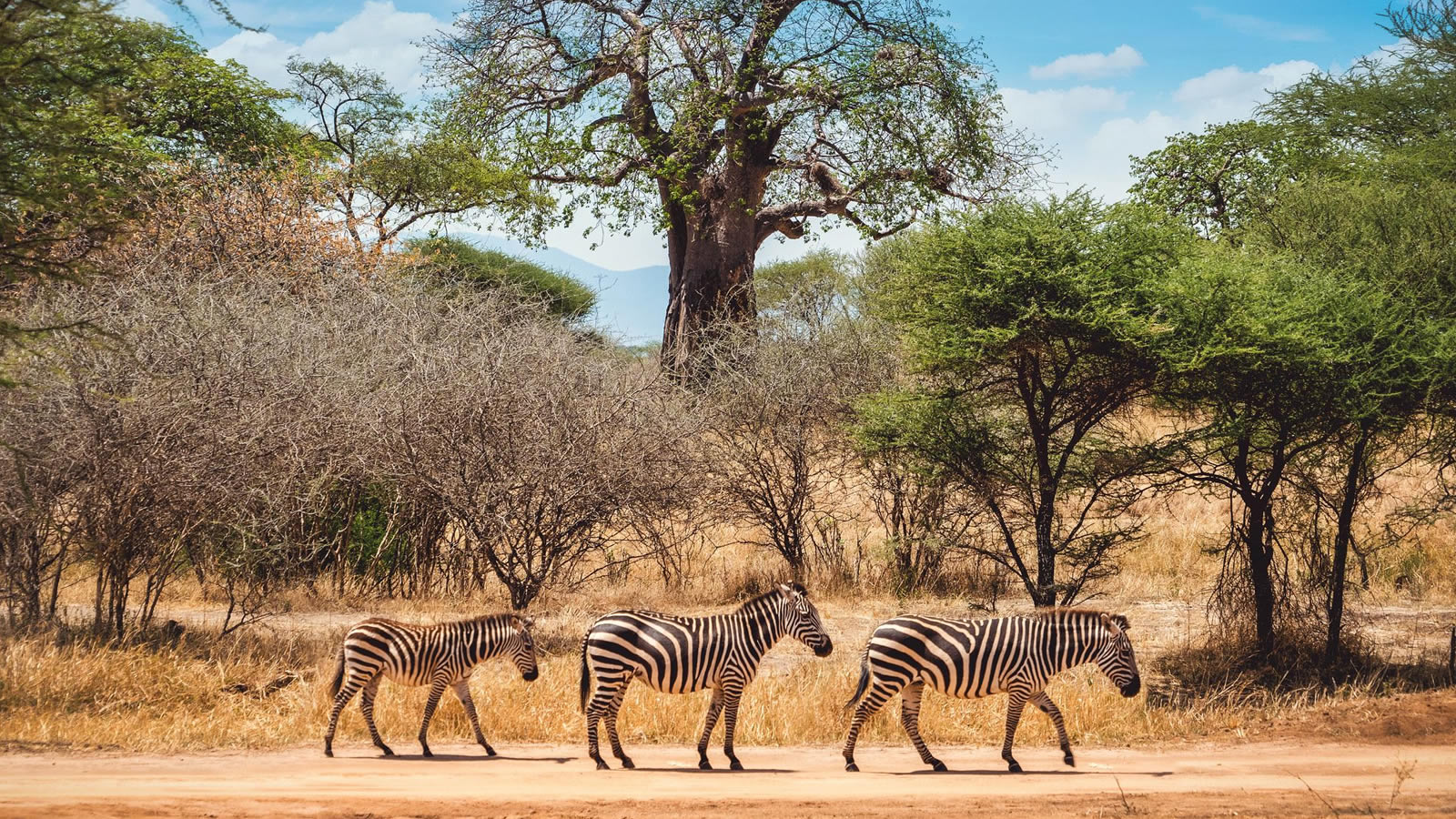 tarangire national park