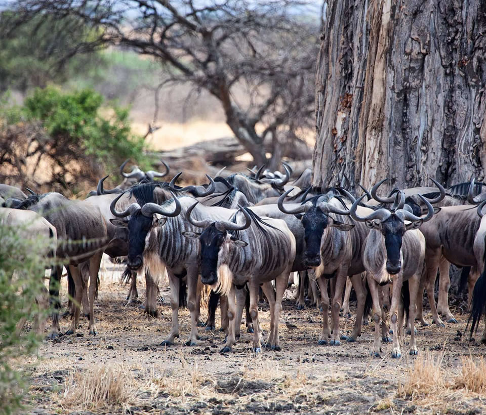 destination tanzania