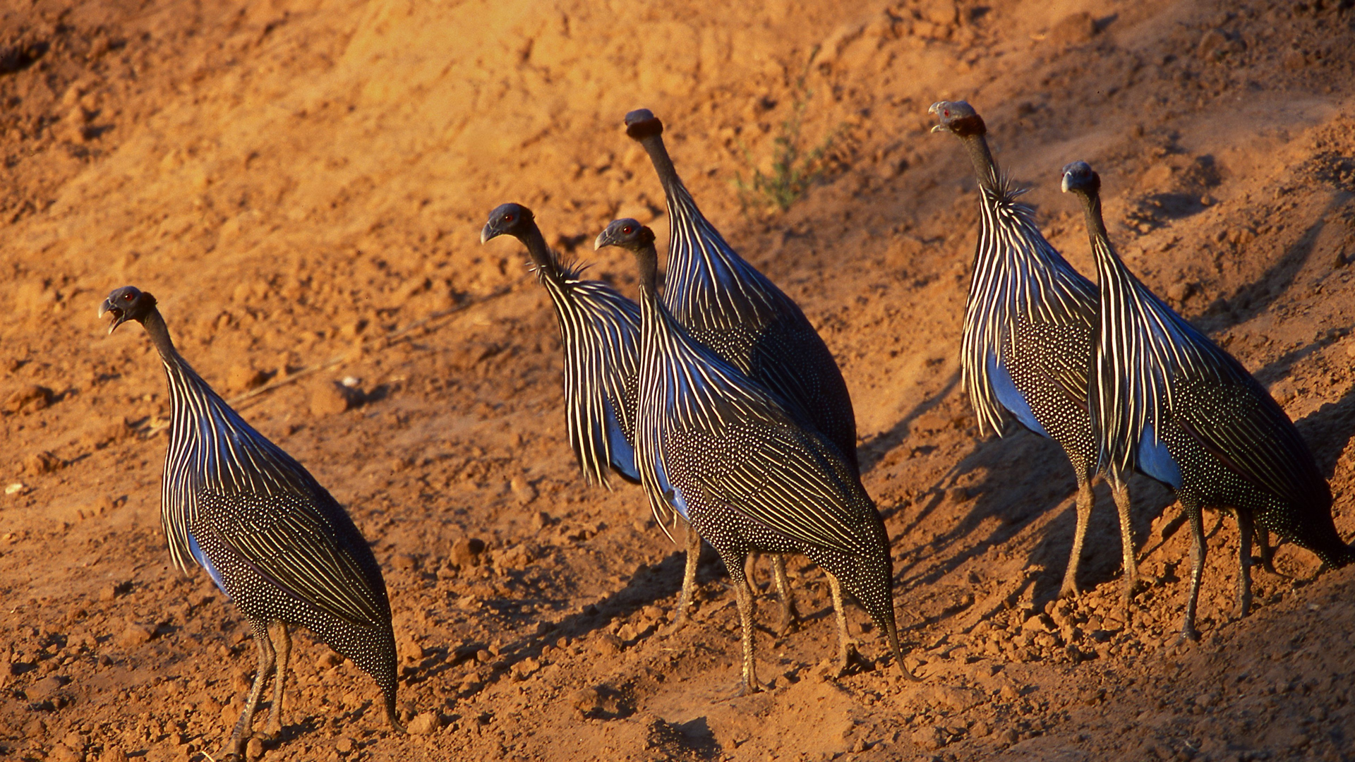 tsavo east national park