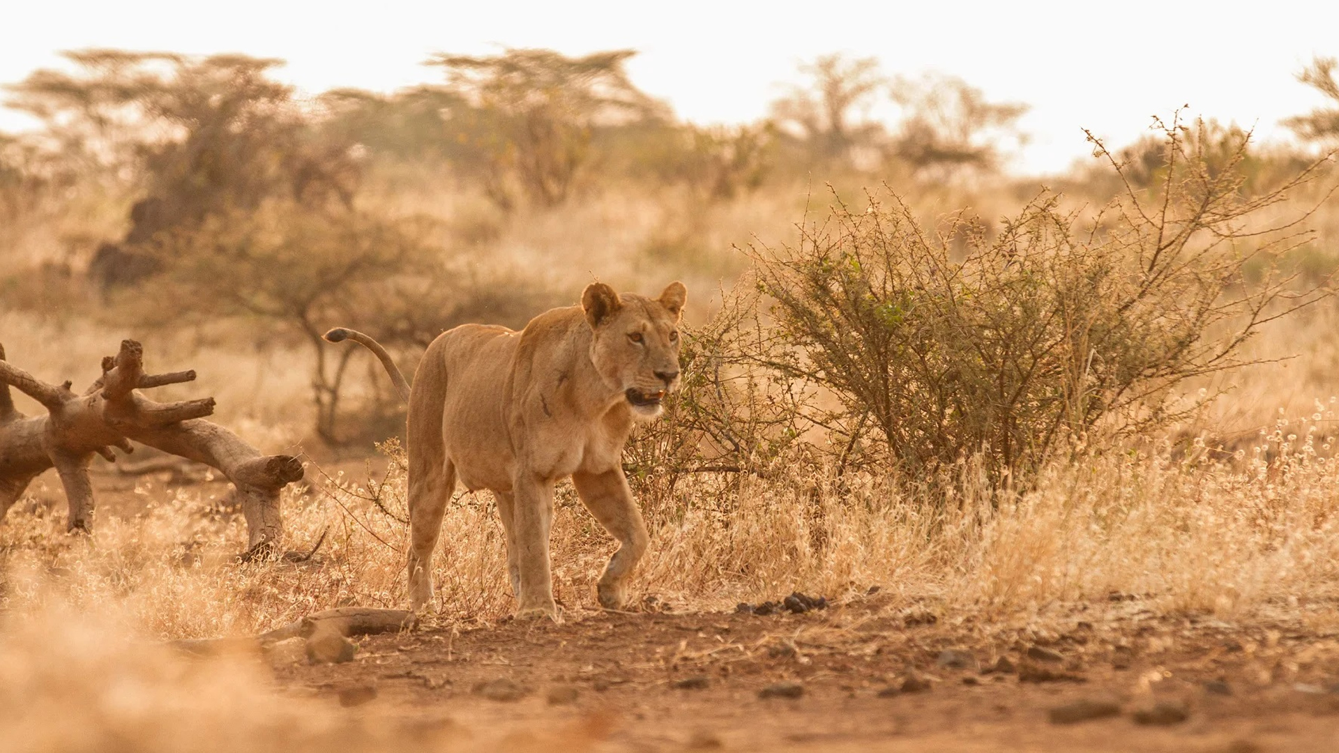 tsavo east national park