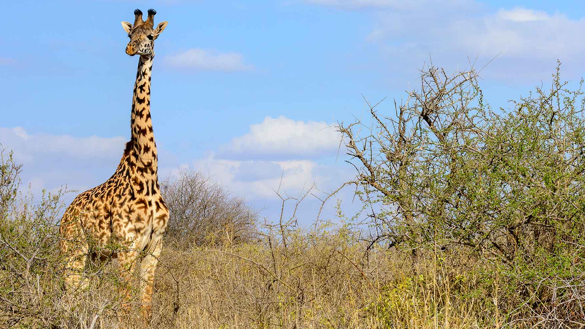 tsavo east national park