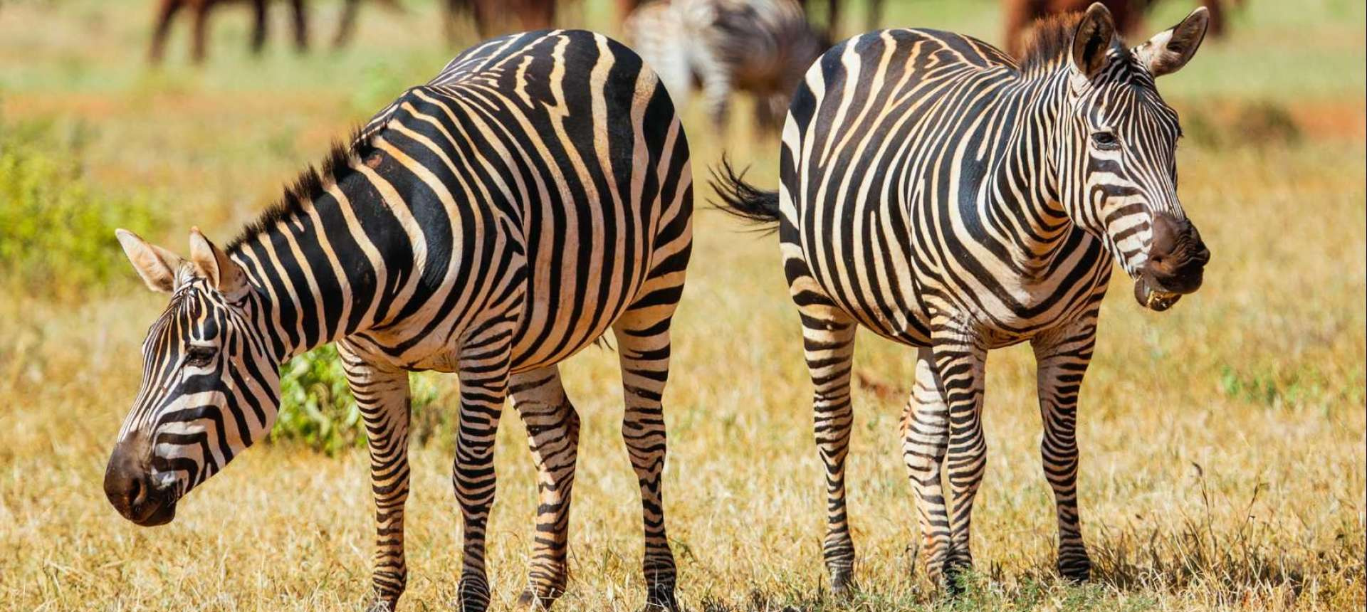 tsavo west national park