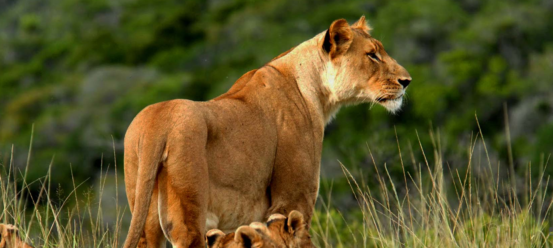 tsavo west national park