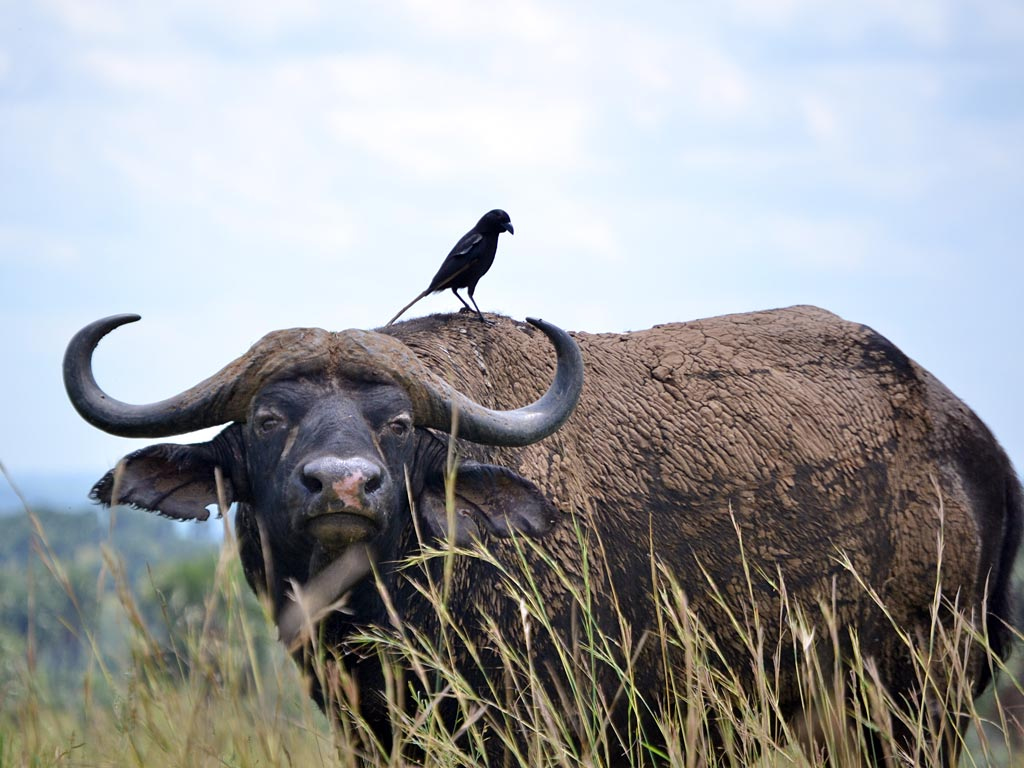 tsavo west national park