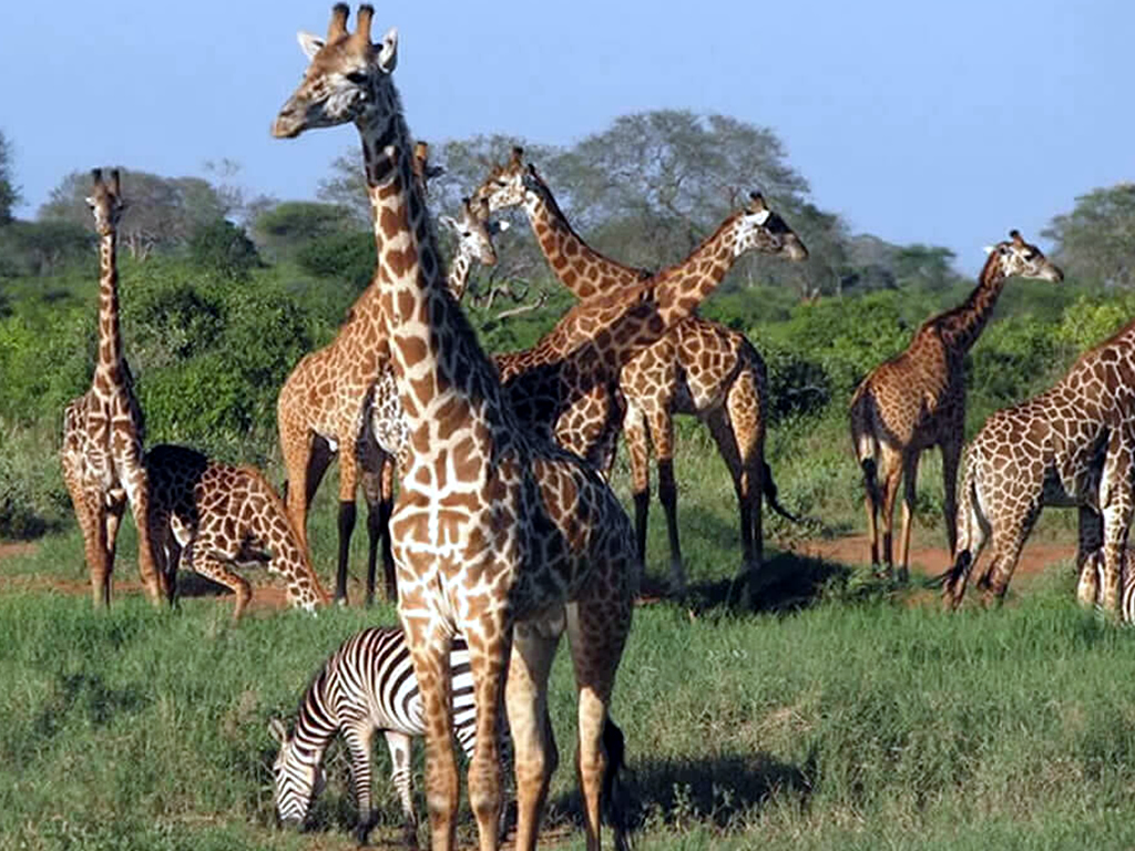 tsavo west national park