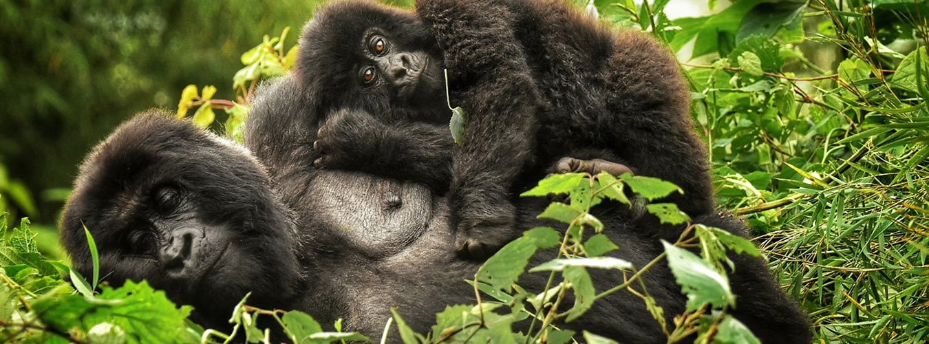 volcanoes national park