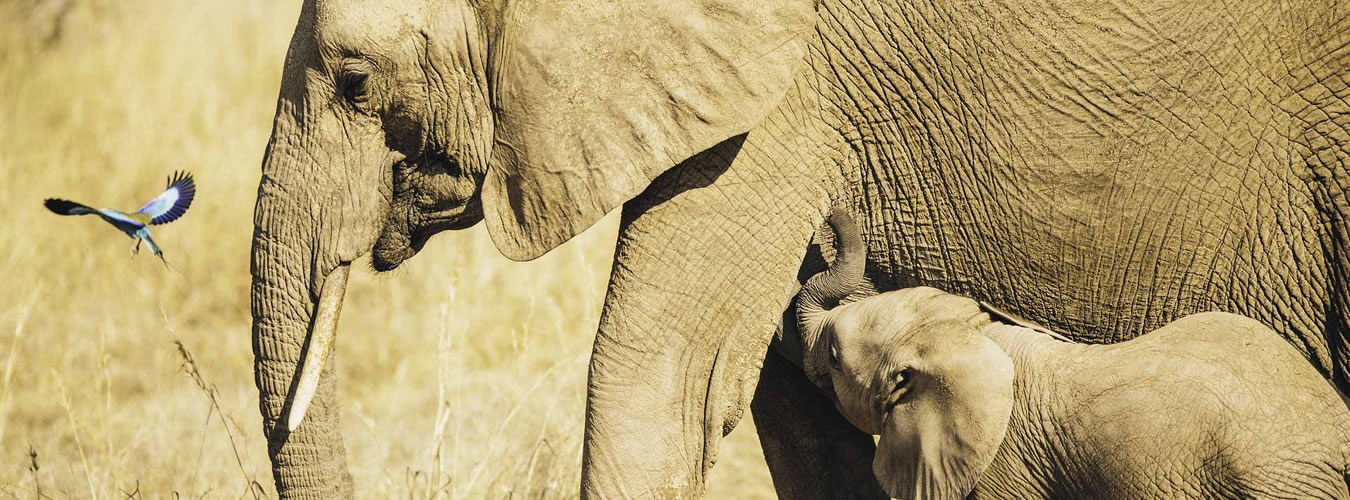 10 days ruaha seaside expedition