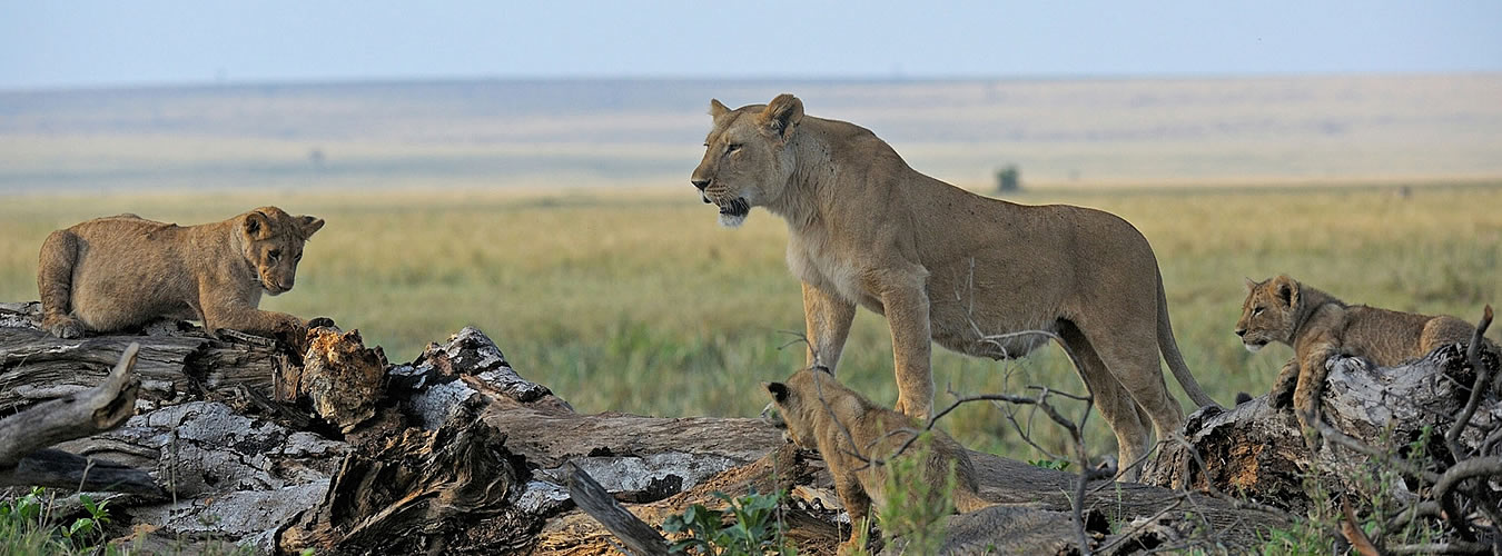 11 days big five dream safari