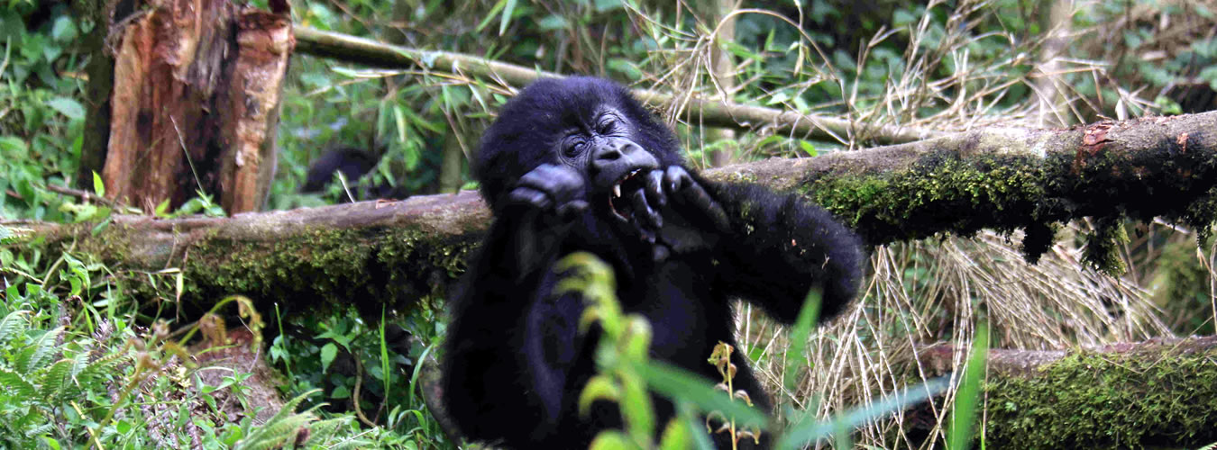 11 days rwanda signature safari 11 days rwanda signature safari