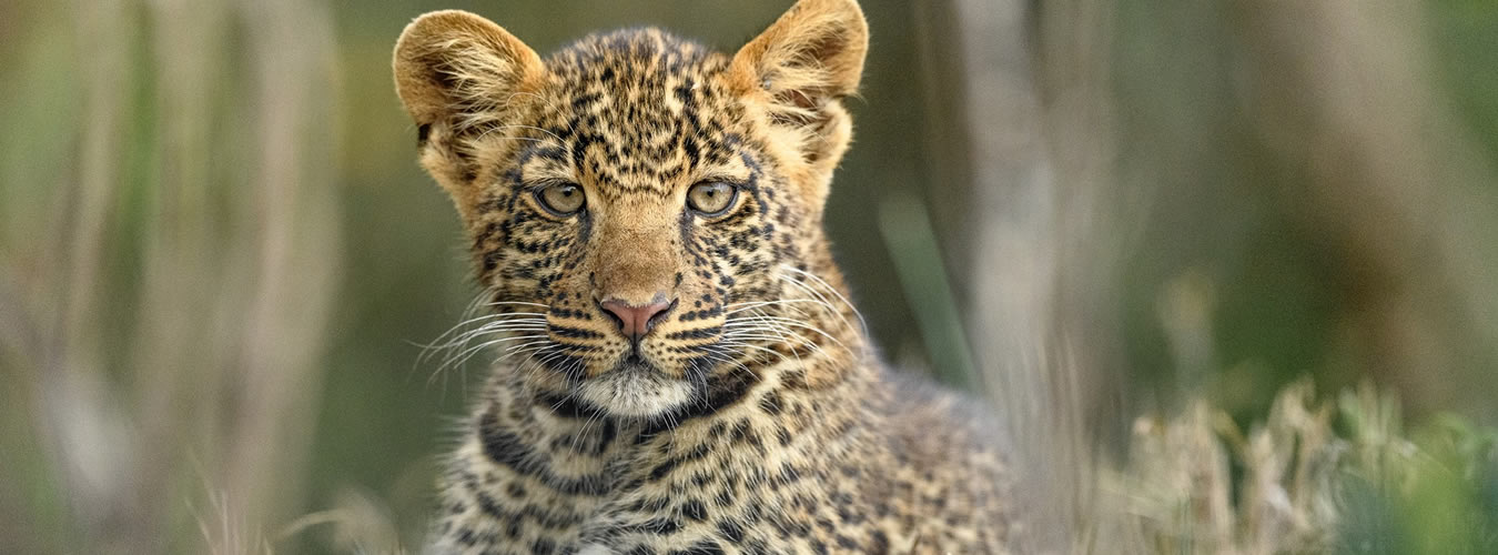 14 days big cats expedition 14 days big cats expedition